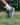Nike Dunk Low NH Cacao Wow - DR0159-200 - View 2 | Next Step