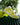 Nike Dunk Low Twist Lemon Twist - DZ2794-700 - View 2 | Next Step